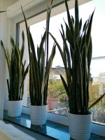 Sanseveria, 150 cm hoch, 2 Stück Hessen - Offenbach Vorschau