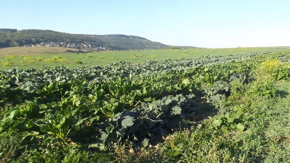 Gemüse Kappes Rotkappes Wirsing Lauch Blumenkohl in Lückenburg