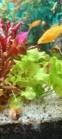 Verkaufe hier Aquariumpflanze Taiwan Lotus Niedersachsen - Braunschweig Vorschau
