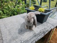 Deutsche Widder Kaninchen Brandenburg - Seelow Vorschau