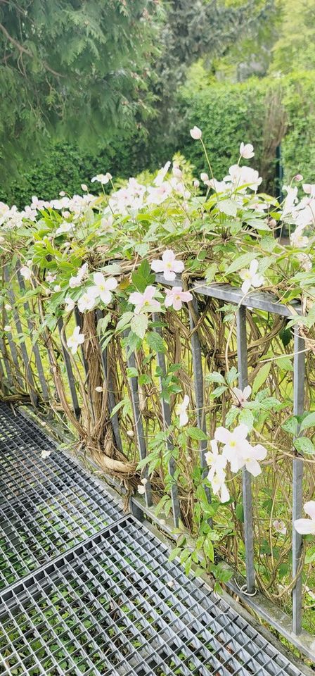 Hamburg Generalsviertel Eimsbüttel Möblierte 2 Zimmer Hochparterre Wohnung mit Garten in Hamburg