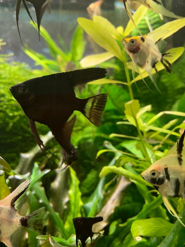 ❤️ Viele schwarze und Gold Skalar Jungtiere Aquarium Fische in Stuttgart