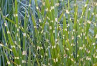 Zebragras Miscanthus sinensis Zebrinus Nordrhein-Westfalen - Steinfurt Vorschau