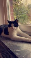 Katze vermisst in Kayhude | 500€ Finderlohn Schleswig-Holstein - Kayhude Vorschau