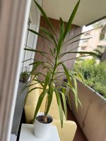 Yucca Palme - Zimmerpflanze inkl. Topf Köln - Lindenthal Vorschau