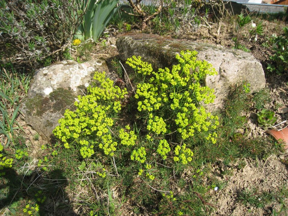 Frühlingsblüher, Frühsommerblüher in Ottersweier