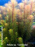 ⭐☘️❗Rarität❗Rotala sp. "Cambodia" Aquariumpflanzen Niedersachsen - Meppen Vorschau