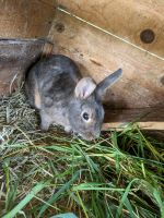 Kaninchen Bock Niedersachsen - Engelschoff Vorschau