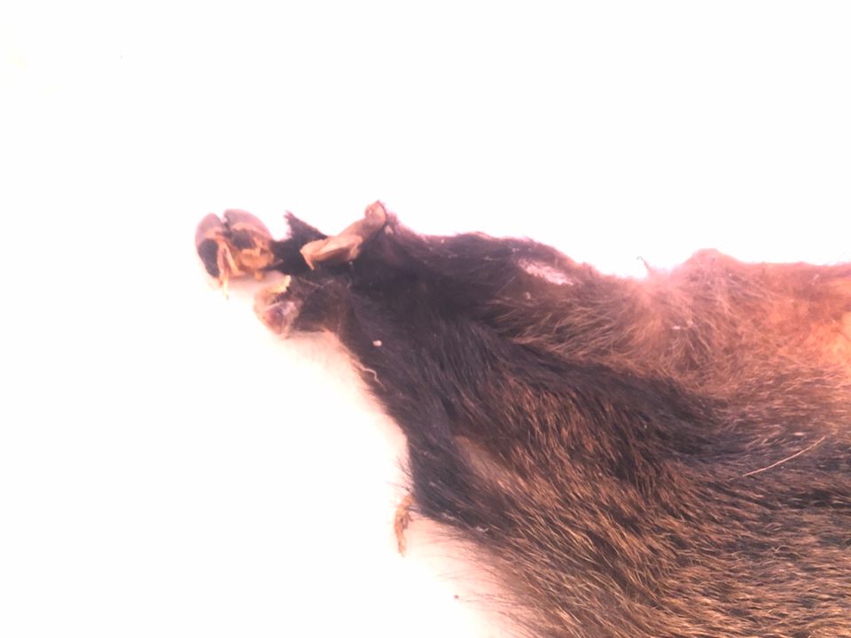 Wildschwein Fell Natur gegerbt in Radolfzell am Bodensee