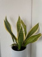 Sansevieria Bogenhanf Zimmerpflanze 25cm Hessen - Mühltal  Vorschau