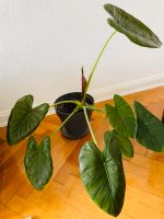 Zimmerpflanze Alocasia ca. 100 cm - sehr guter Zustand Berlin - Schöneberg Vorschau