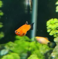 Platyfisch Nachwuchs orange Nordrhein-Westfalen - Warstein Vorschau