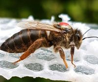 Carnica Bienenkönigin 2024 Rheinland-Pfalz - Wittlich Vorschau