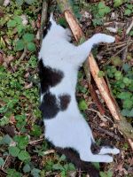 Totfund Katze/Kater schwarzweiß Bayern - Aichach Vorschau