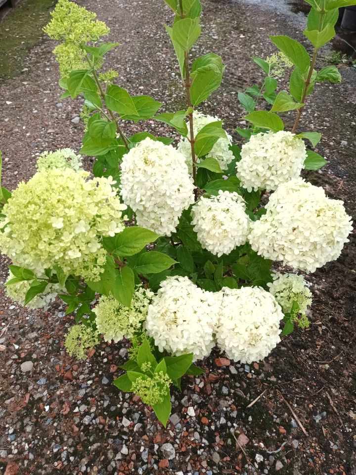 Hydrangea paniculata 'Limelight' Rispenhortensie 80cm hoch in Simmerath