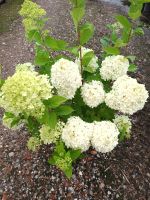 Hydrangea paniculata 'Limelight' Rispenhortensie 80cm hoch Nordrhein-Westfalen - Simmerath Vorschau