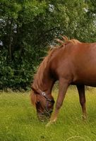 Suche Reitbeteiligung für G-Pony Kreis Ostholstein - Lensahn Vorschau