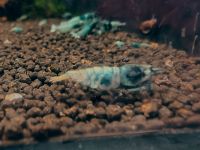 Blue Bolt Garnele 2,50€ Caridina toll fürs Aquarium Schleswig-Holstein - Nahe Vorschau