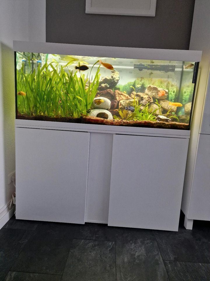 Eheim komplettes Aquarium 240 Liter in Frankfurt am Main