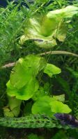 Aquarienpflanzen / Nymphoides sp. Taiwan Hessen - Hofgeismar Vorschau
