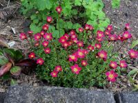 Moossteinbrech 'Peter Pan' Steingarten  Steinbrech Saxifraga Hessen - Liebenau Vorschau