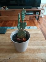 Kaktus Pflanze m. Übertopf Soendgen 15cm als Geschenk/Mitbringsel Baden-Württemberg - Berglen Vorschau