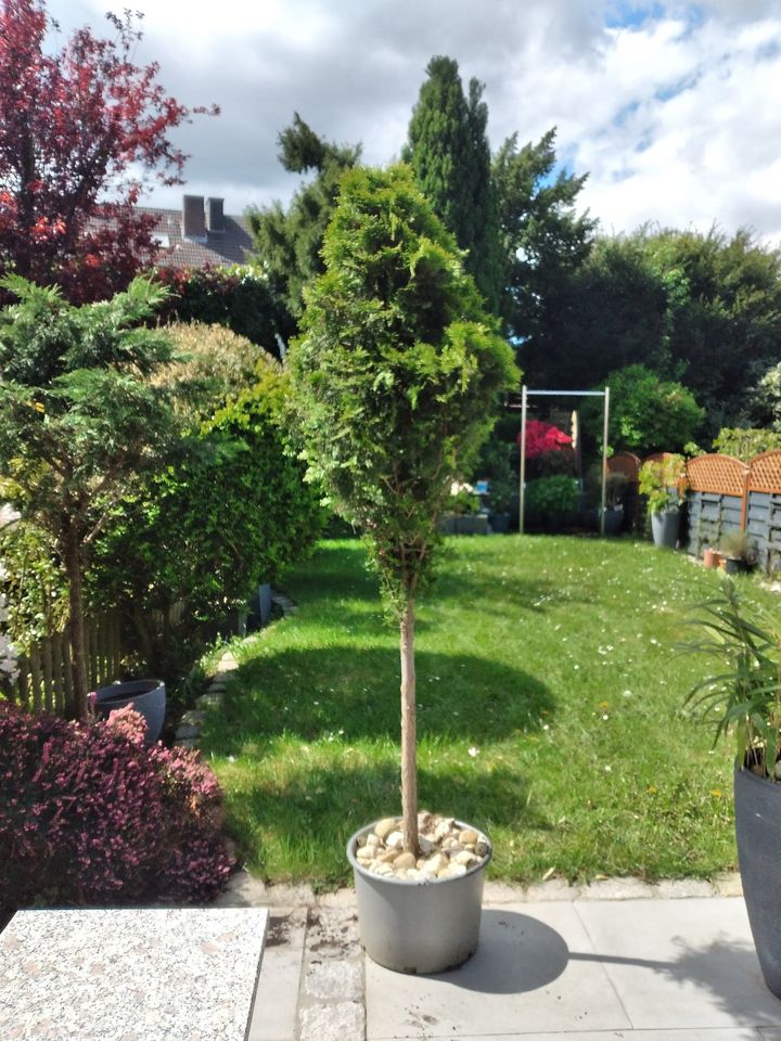 KoniferenKugel Pflanze Coniferales Toskana BalkonTerrasse Garten in Essen