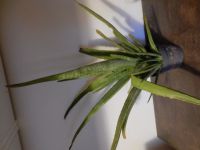 Aloe Vera 48 cm hoch mit Ableger Bayern - Kronach Vorschau