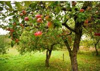 Obstbaumschnitt Apfel Kirsche Birne Pflaume... Sachsen - Werdau Vorschau