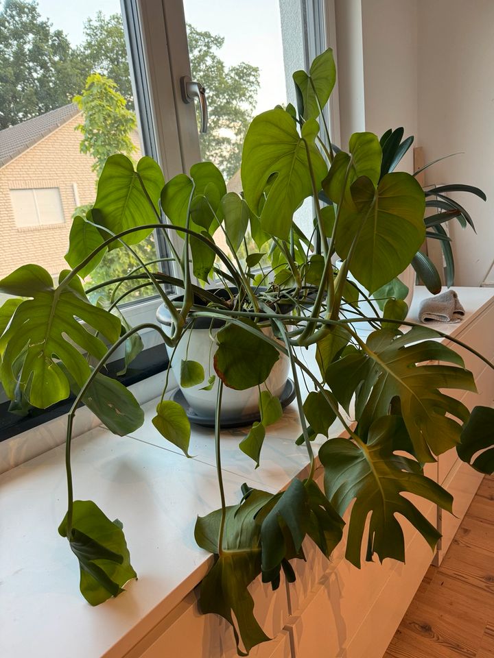 Blume Monstera Zimmerpflanze in Wathlingen