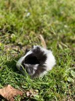 Meerschweinchen Bock Bayern - Mühldorf a.Inn Vorschau