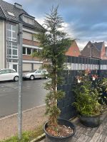 Baum zu verschenken Nordrhein-Westfalen - Krefeld Vorschau
