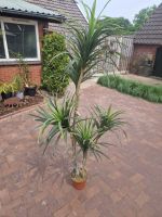 Kunstpflanze Pflanze Palme Deko 180cm Nordrhein-Westfalen - Korschenbroich Vorschau