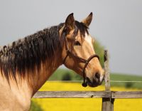 ❗️Lusitano APSL / 3jähriger Wallach / Glanzfalbe Buckskin Kreis Ostholstein - Malente Vorschau