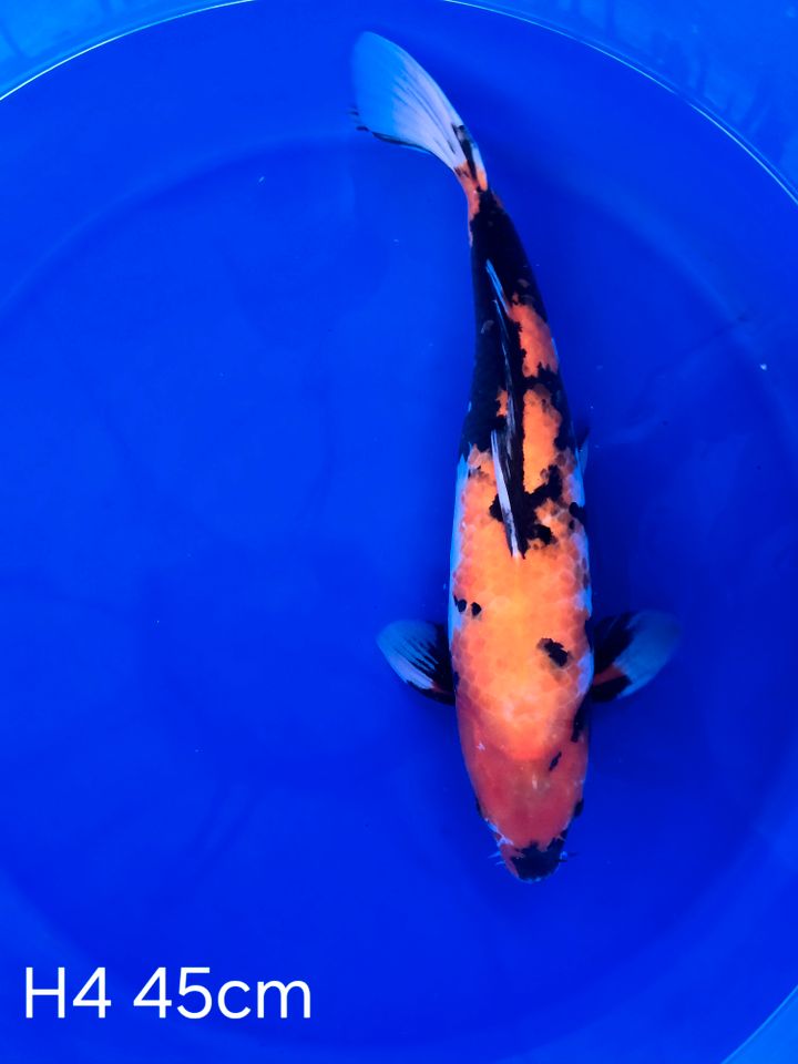 Koi Showa 45cm H4-77 in Wadersloh