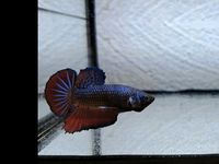 Betta Splendens Plakat/ Plakat Kampffisch Bayern - Tittling Vorschau