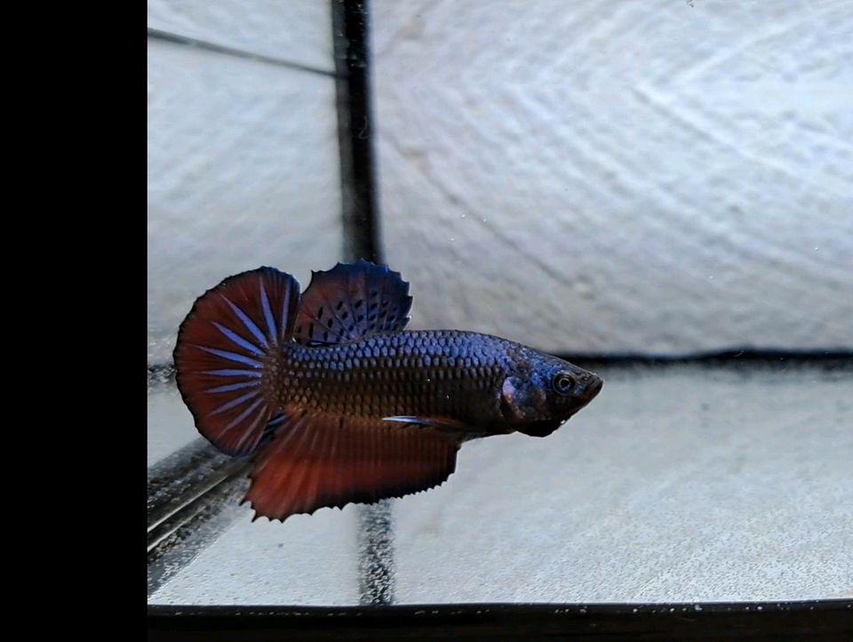 Betta Splendens Plakat/ Plakat Kampffisch in Tittling