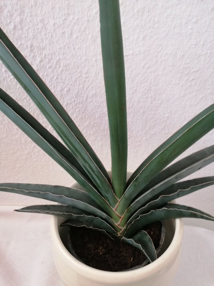 Seltene Sansevieria Samurai Pflanze mit Übertopf in Bühl