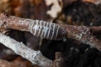 Armadillidium Maculatum Zebra & Champagne Asseln Isopod Nordrhein-Westfalen - Wülfrath Vorschau