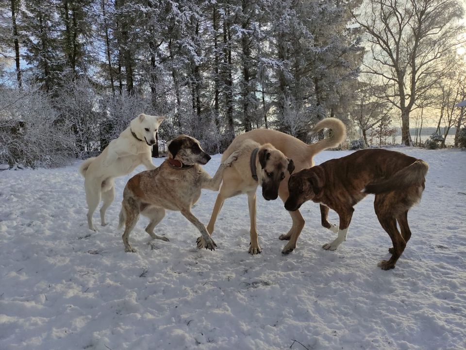 Traumzuhause für Rüde aus dem Tierschutz gesucht in Vaalermoor 