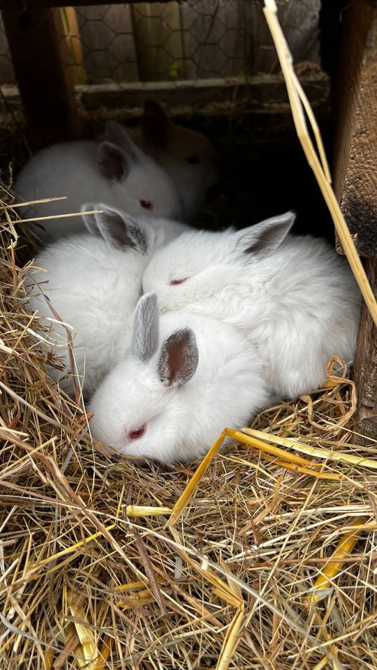 Kaninchen Babys in Waldbröl