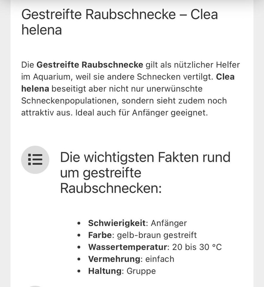 Gestreifte Raubschnecken - Clea Helena in Rosdorf