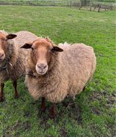 Coburger Fuchsschaf Aue mit Lämmern Niedersachsen - Harpstedt Vorschau