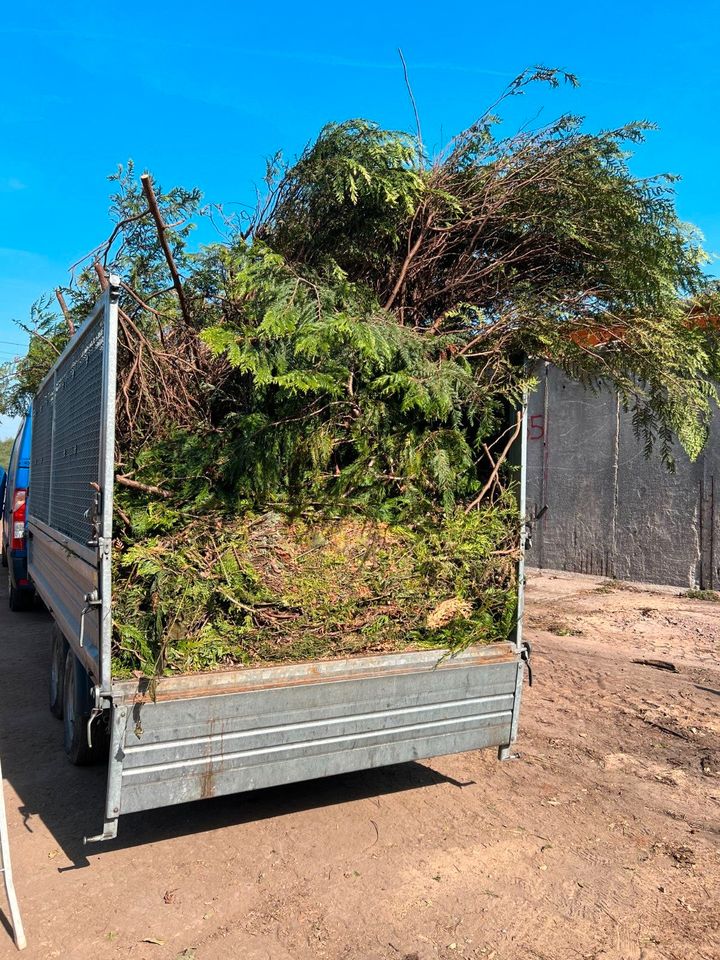 Container Anhänger Grünschnitt Gartenabfall Strauchschnitt Tanne in Berlin