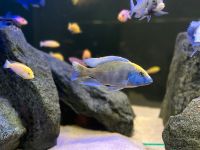 Nimbochromis venustus Giraffenbuntbarsch Männchen Nordrhein-Westfalen - Paderborn Vorschau