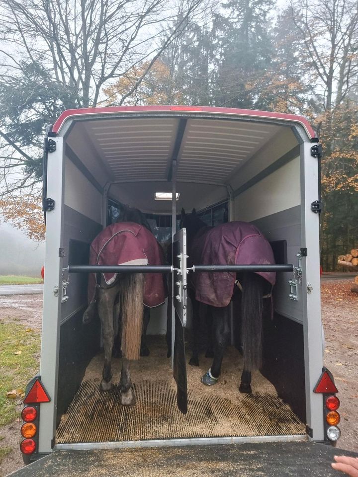 Wunderhübsche 6 j. Braunfalbschimmelstute, Spanierin, Cruzado in Rickenbach