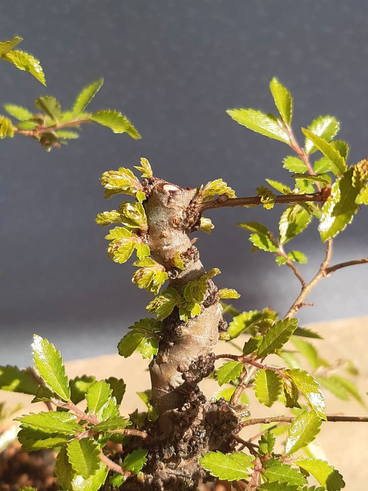 Bonsai Zelkova nire, 30 Jahre, Prebonsai in Hildesheim