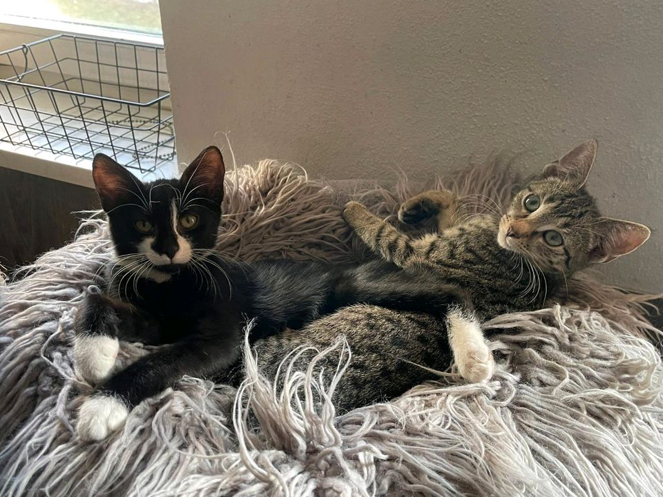 Kitten, Katzenbaby,Katze, kastriert EKH❤️ Pearl ❤️ in Jessen (Elster)