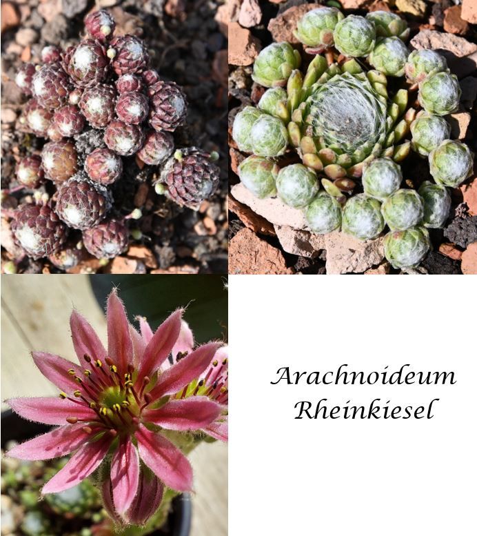 Sempervivum, Hauswurz, Dachwurz, Züchtersorten Angebot 2 in Dresden