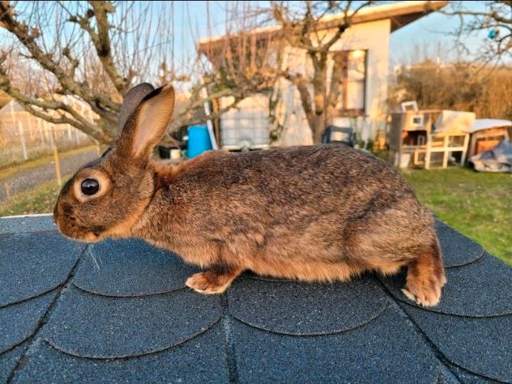 Hase Kaninchen Rotbraun Lothringer Zippe Weibchen in Markranstädt